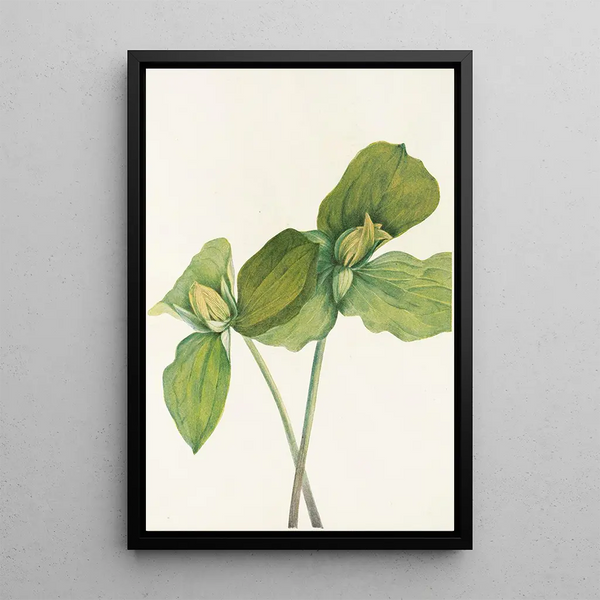 Trille sessile Trillium sessile - Mary Vaux Walcott — framed artwork on a wall