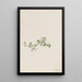 Houstonie rampante Houstonia procumbens - Mary Vaux Walcott — framed artwork on a wall