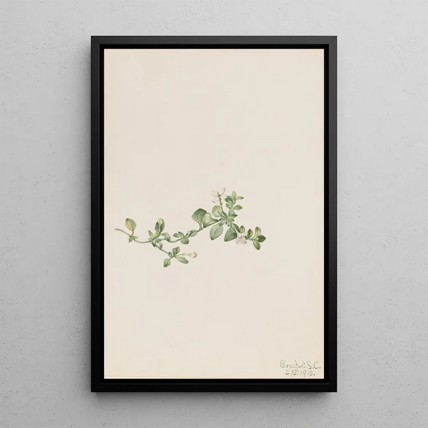 Houstonie rampante Houstonia procumbens - Mary Vaux Walcott — framed artwork on a wall