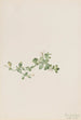 Houstonie rampante Houstonia procumbens - Mary Vaux Walcott — artwork view