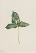 Trille décoloré Trillium discolor - Mary Vaux Walcott — artwork view