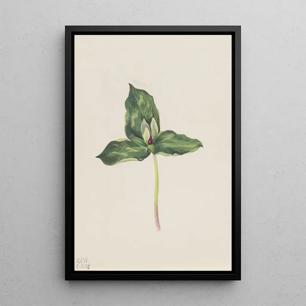 Trille décoloré Trillium discolor - Mary Vaux Walcott — framed artwork on a wall