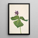 Trille dressé Trillium erectum - Mary Vaux Walcott — framed artwork on a wall