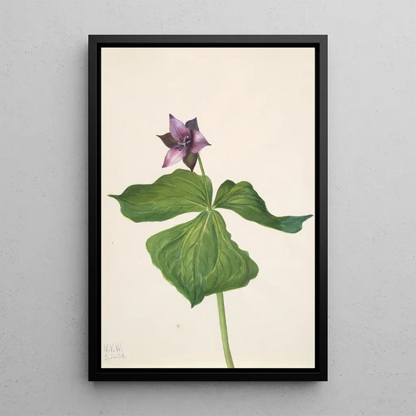 Trille dressé Trillium erectum - Mary Vaux Walcott — framed artwork on a wall