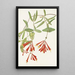Honeysuckle trumpet Lonicera sempervirens - Mary Vaux Walcott — framed artwork on a wall