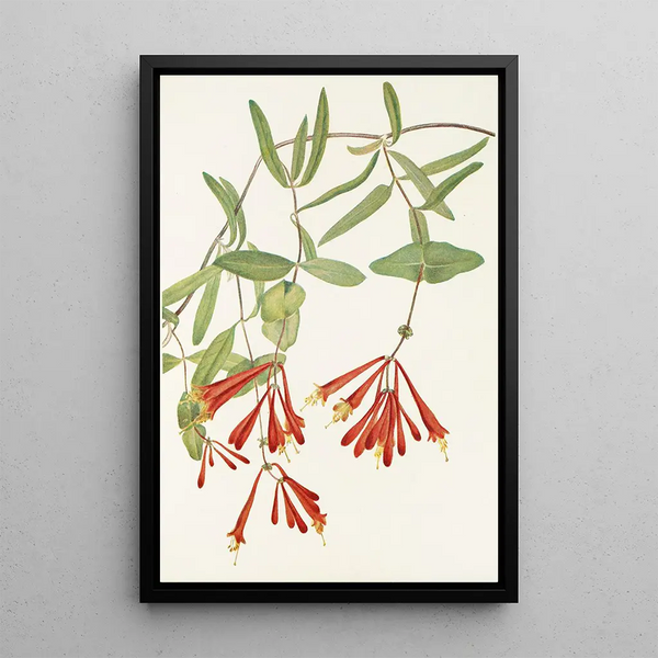 Honeysuckle trumpet Lonicera sempervirens - Mary Vaux Walcott — framed artwork on a wall