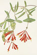 Honeysuckle trumpet Lonicera sempervirens - Mary Vaux Walcott — artwork view