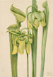 Sarracénie jaune Sarracenia flava - Mary Vaux Walcott — artwork view