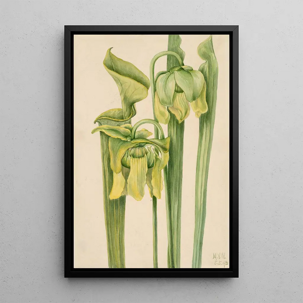 Sarracénie jaune Sarracenia flava - Mary Vaux Walcott — framed artwork on a wall