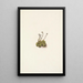 Saxifrage gazonnante Saxifraga caespitosa - Mary Vaux Walcott — framed artwork on a wall