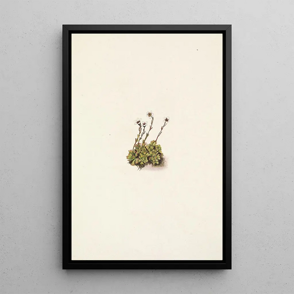 Saxifrage gazonnante Saxifraga caespitosa - Mary Vaux Walcott — framed artwork on a wall