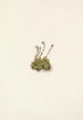 Saxifrage gazonnante Saxifraga caespitosa - Mary Vaux Walcott — artwork view