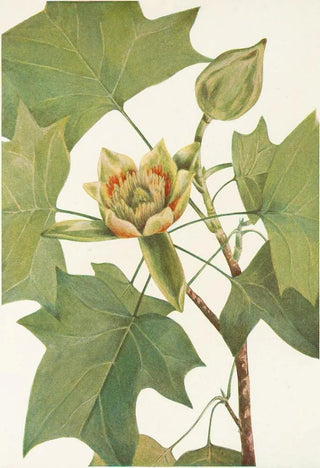 Mary Vaux Walcott - Tuliptree Liriodendron tulipifera.webp