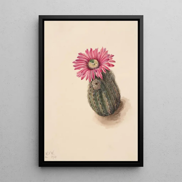 Cactus tête de dinde Echinocerus perbellus - Mary Vaux Walcott — framed artwork on a wall