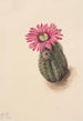 Cactus tête de dinde Echinocerus perbellus - Mary Vaux Walcott — artwork view