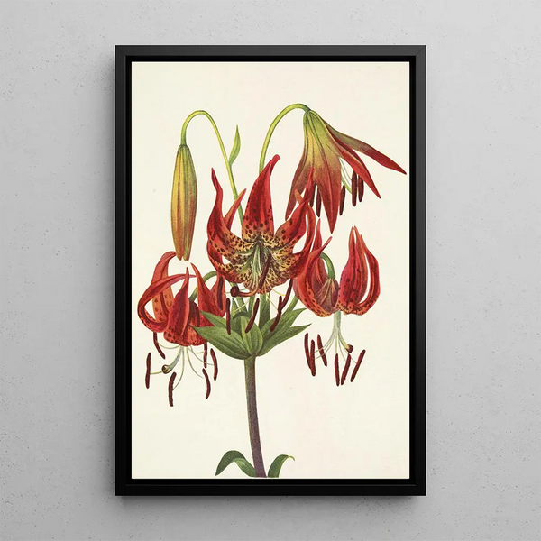 Lis turban Lilium superbum - Mary Vaux Walcott — framed artwork on a wall
