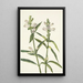 Tête de tortue Chelone glabra - Mary Vaux Walcott — framed artwork on a wall