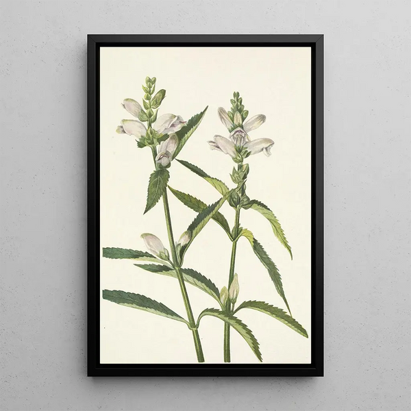 Tête de tortue Chelone glabra - Mary Vaux Walcott — framed artwork on a wall