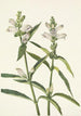 Tête de tortue Chelone glabra - Mary Vaux Walcott — artwork view