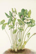Jeffersonie à deux feuilles Jeffersonia diphylla - Mary Vaux Walcott — artwork view