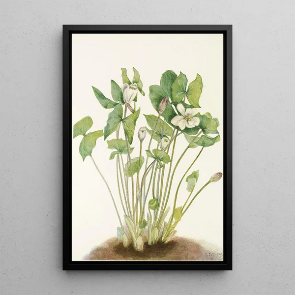 Jeffersonie à deux feuilles Jeffersonia diphylla - Mary Vaux Walcott — framed artwork on a wall