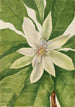 Magnolia with large leaves Magnolia tripetala - Mary Vaux Walcott — artwork view