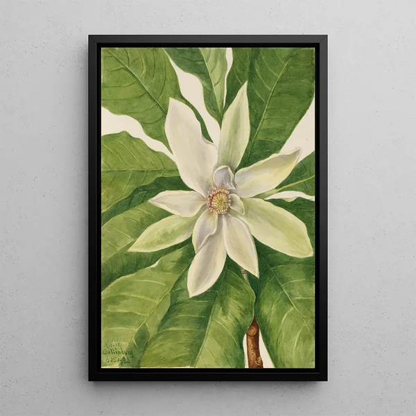 Magnolia with large leaves Magnolia tripetala - Mary Vaux Walcott — framed artwork on a wall