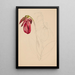 Sketch inachevée - Mary Vaux Walcott — framed artwork on a wall