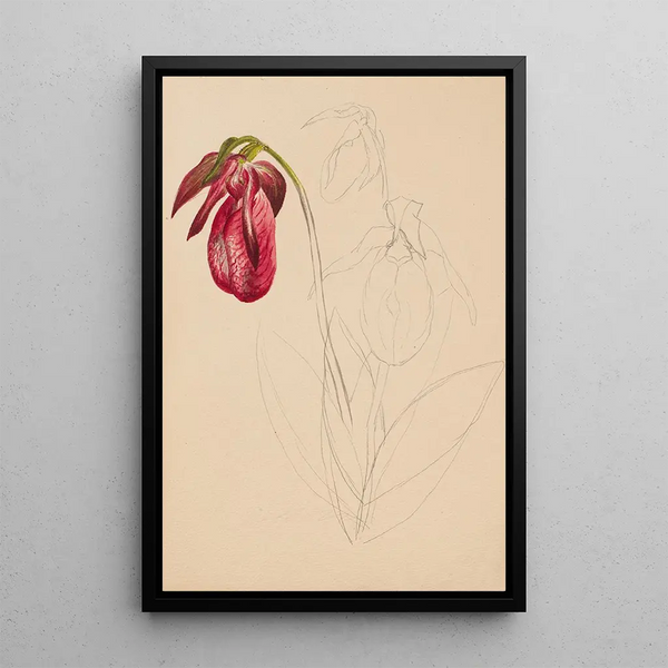 Sketch inachevée - Mary Vaux Walcott — framed artwork on a wall