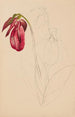 Sketch inachevée - Mary Vaux Walcott — artwork view