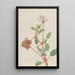 Untitled Tripterocalyx pedunculatus - Mary Vaux Walcott — framed artwork on a wall