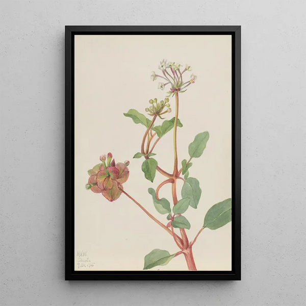 Untitled Tripterocalyx pedunculatus - Mary Vaux Walcott — framed artwork on a wall