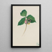 Untitled Painting - Mary Vaux Walcott — framed artwork on a wall
