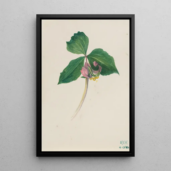 Untitled Painting - Mary Vaux Walcott — framed artwork on a wall