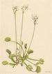 Venus flytrap painting of Dionaea muscipula - Mary Vaux Walcott — artwork view