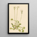 Venus flytrap painting of Dionaea muscipula - Mary Vaux Walcott — framed artwork on a wall