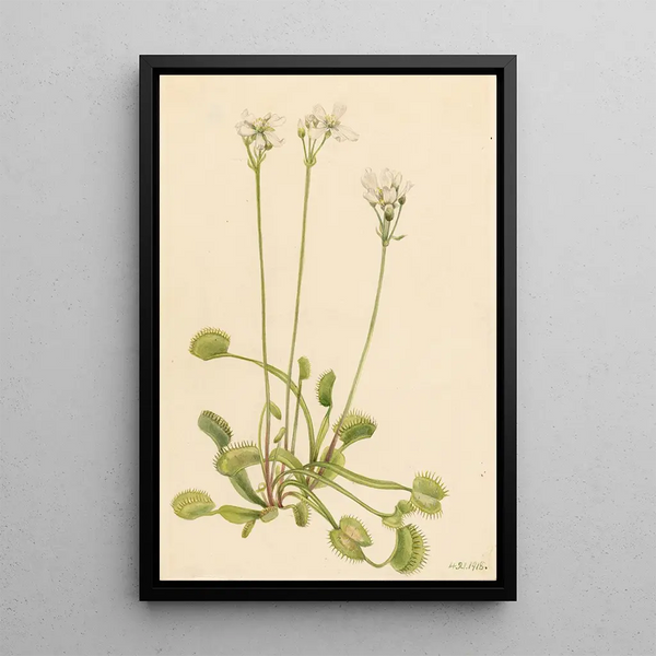 Venus flytrap painting of Dionaea muscipula - Mary Vaux Walcott — framed artwork on a wall