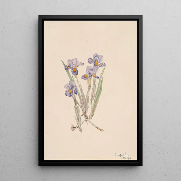 Iris printanier Iris verna - Mary Vaux Walcott — framed artwork on a wall