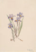 Iris printanier Iris verna - Mary Vaux Walcott — artwork view