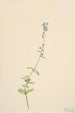Véronique à feuilles de serpolet Veronica serpyllifolia - Mary Vaux Walcott — artwork view