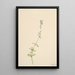 Véronique à feuilles de serpolet Veronica serpyllifolia - Mary Vaux Walcott — framed artwork on a wall
