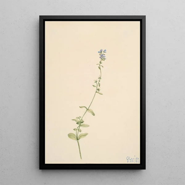 Véronique à feuilles de serpolet Veronica serpyllifolia - Mary Vaux Walcott — framed artwork on a wall