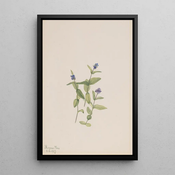 Véronique de Wormskjold Veronica wormskjoldii - Mary Vaux Walcott — framed artwork on a wall