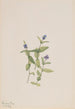 Véronique de Wormskjold Veronica wormskjoldii - Mary Vaux Walcott — artwork view