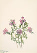 Verveine de Wright Verbena wrightii - Mary Vaux Walcott — artwork view