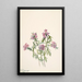 Verveine de Wright Verbena wrightii - Mary Vaux Walcott — framed artwork on a wall