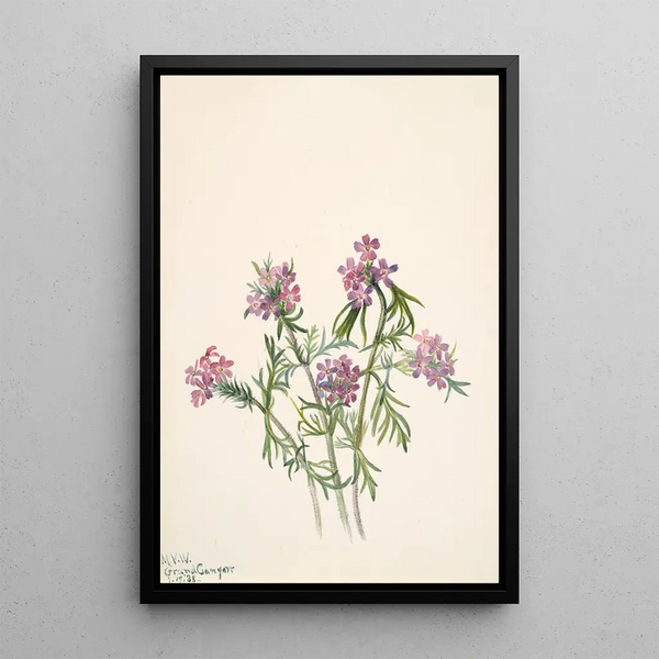 Verveine de Wright Verbena wrightii - Mary Vaux Walcott — framed artwork on a wall