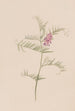 Vesce d'Amérique Vicia americana - Mary Vaux Walcott — artwork view
