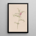 Vesce d'Amérique Vicia americana - Mary Vaux Walcott — framed artwork on a wall