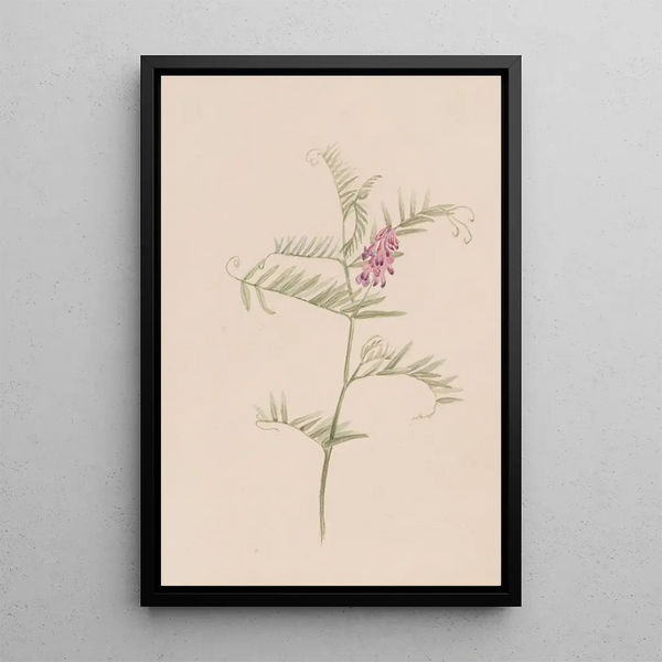 Vesce d'Amérique Vicia americana - Mary Vaux Walcott — framed artwork on a wall